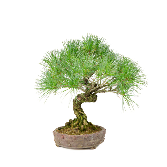 Pinus parviflora unglazed round pot 16cm, height ~32cm