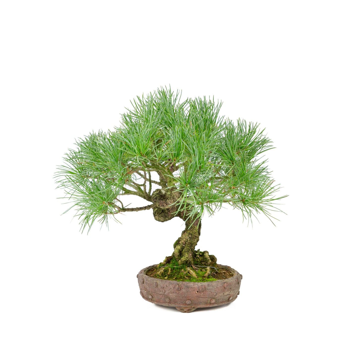 Pinus parviflora unglazed round pot 16cm, height ~32cm