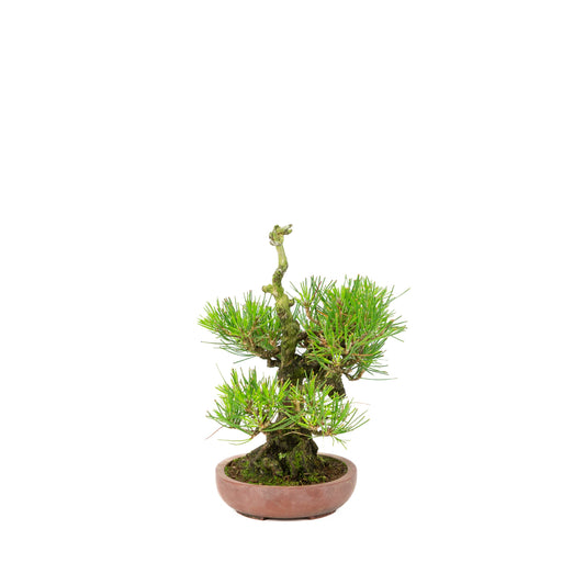 Pinus thunbergii unglazed pot 15cm, height ~25cm