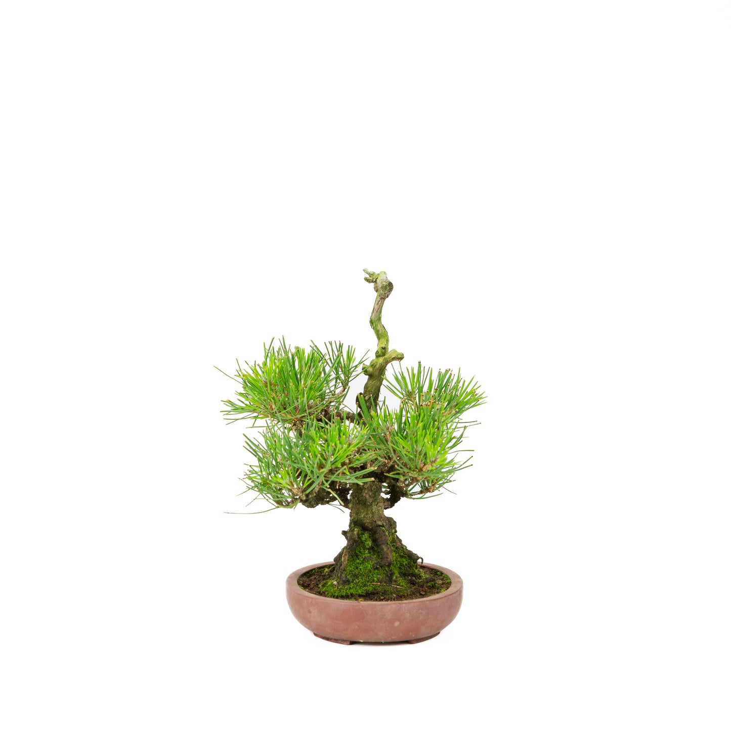 Pinus thunbergii unglazed pot 15cm, height ~25cm