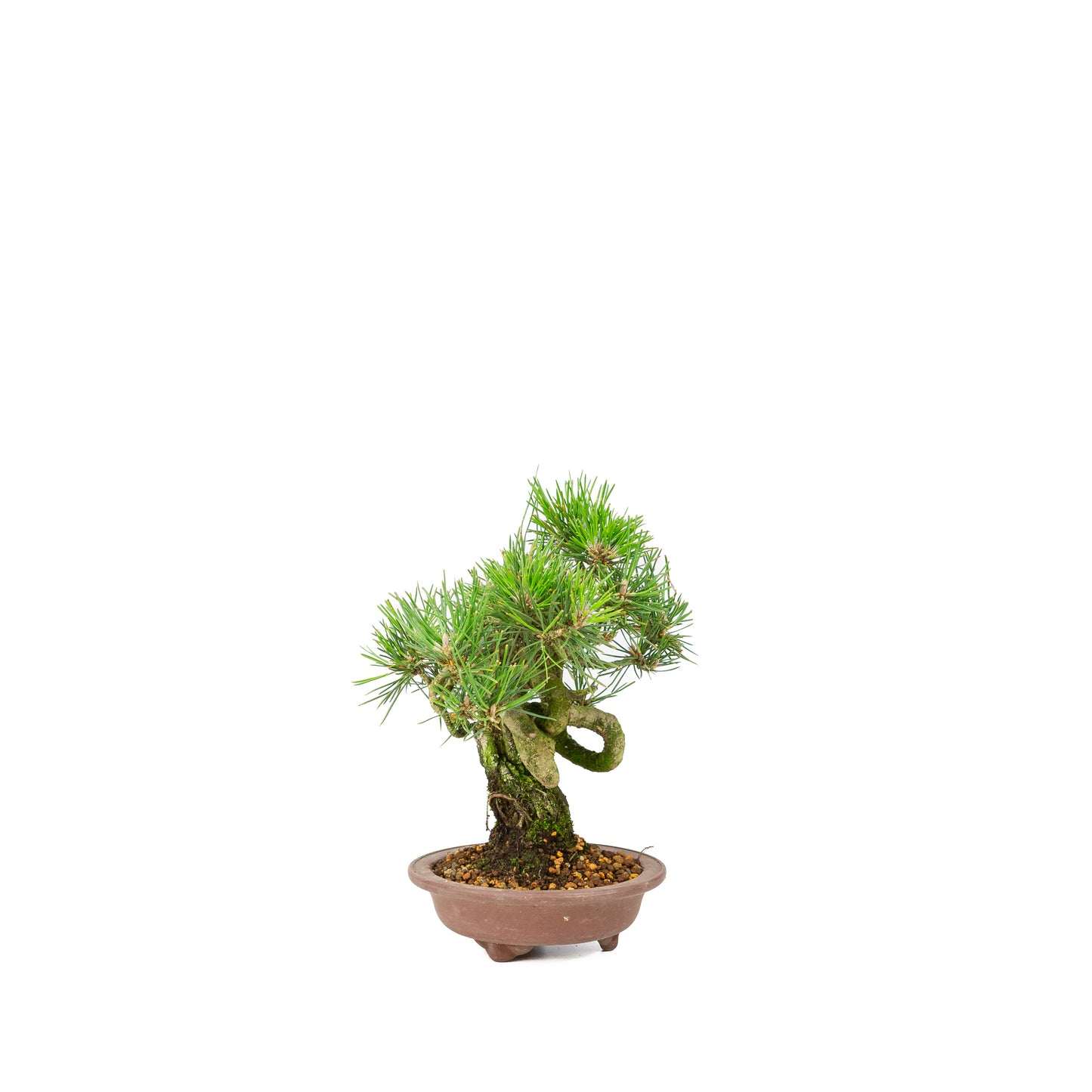 Pinus thunbergii unglazed pot 13m, height ~24cm