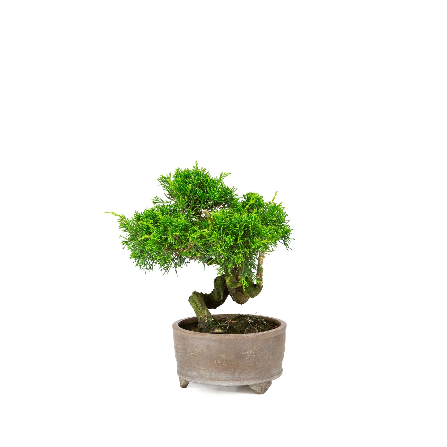 Juniperus chinensis unglazed pot 14cm, height ~27cm