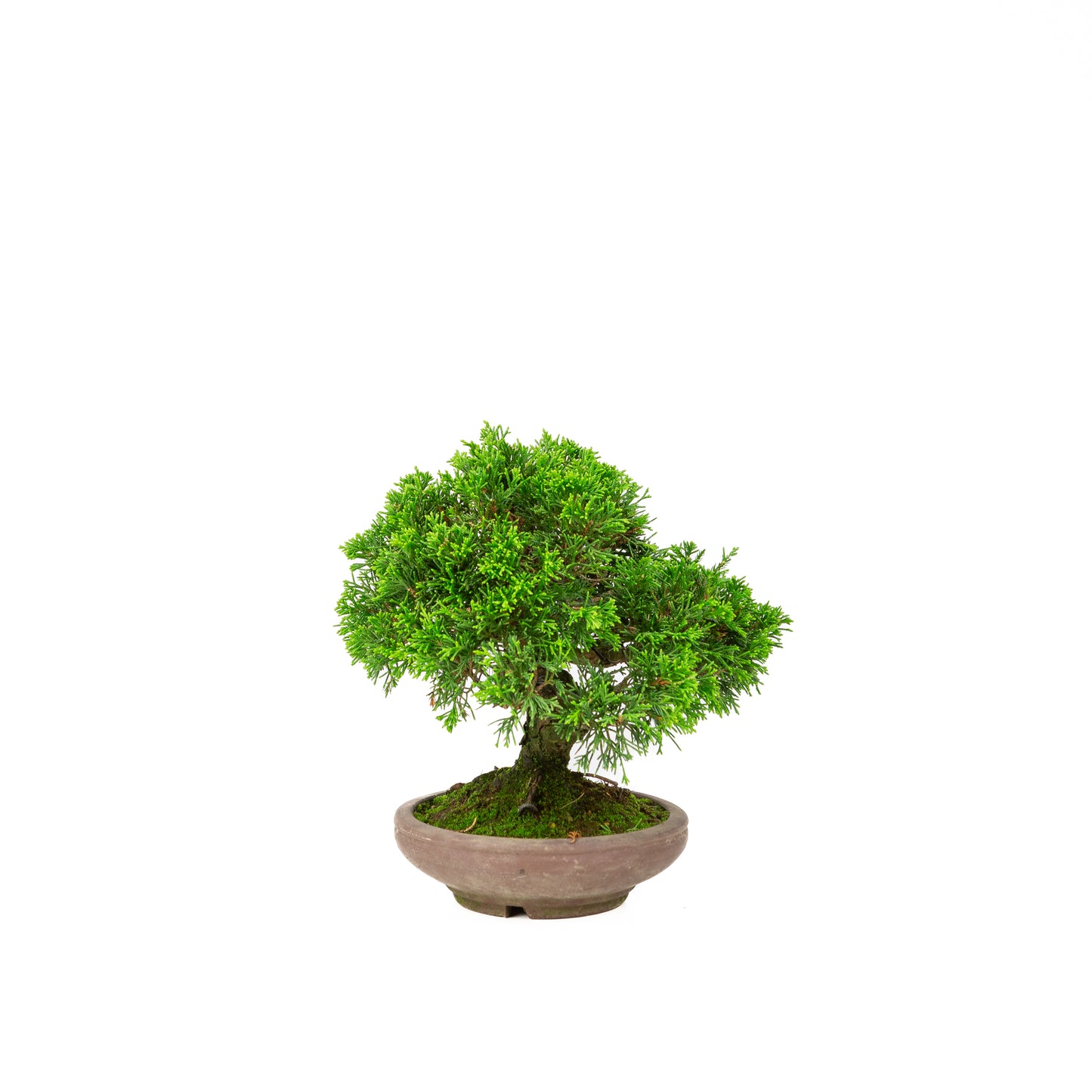 Juniperus chinensis unglazed pot 15cm, height ~24cm
