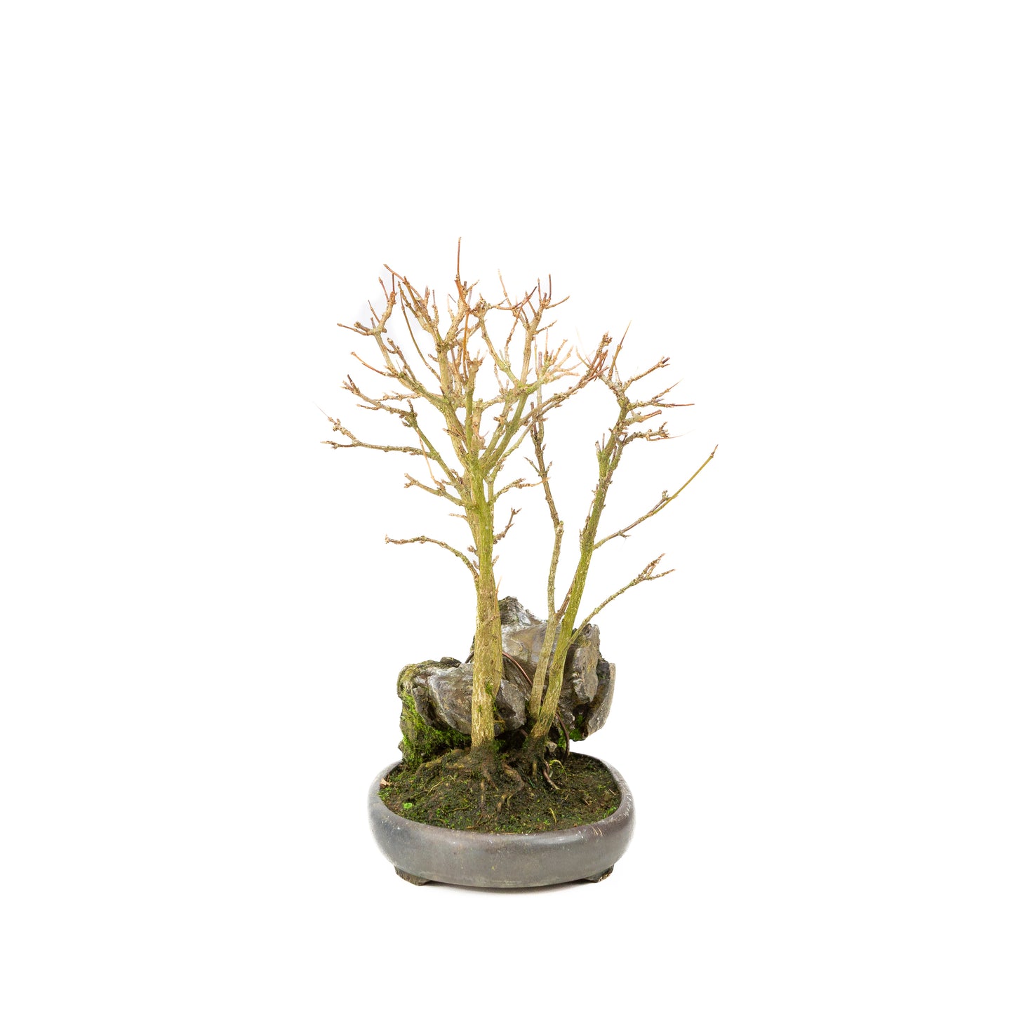 Acer buergerianum with stone brown round pot 20cm, height ~31cm