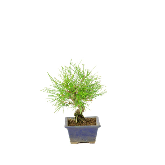 Pinus thunbergii blue pot 14m, height ~25cm