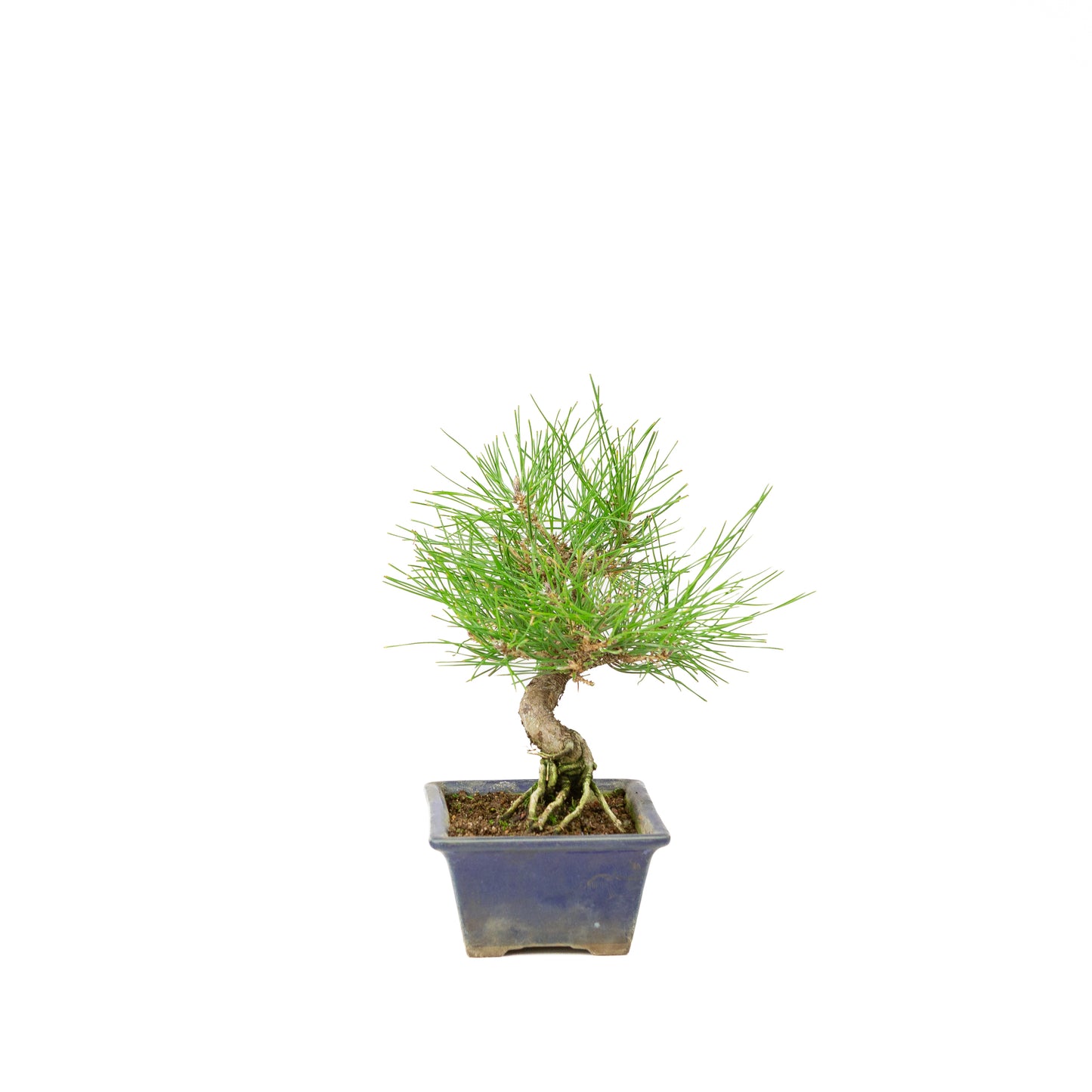 Pinus thunbergii blue pot 14m, height ~25cm