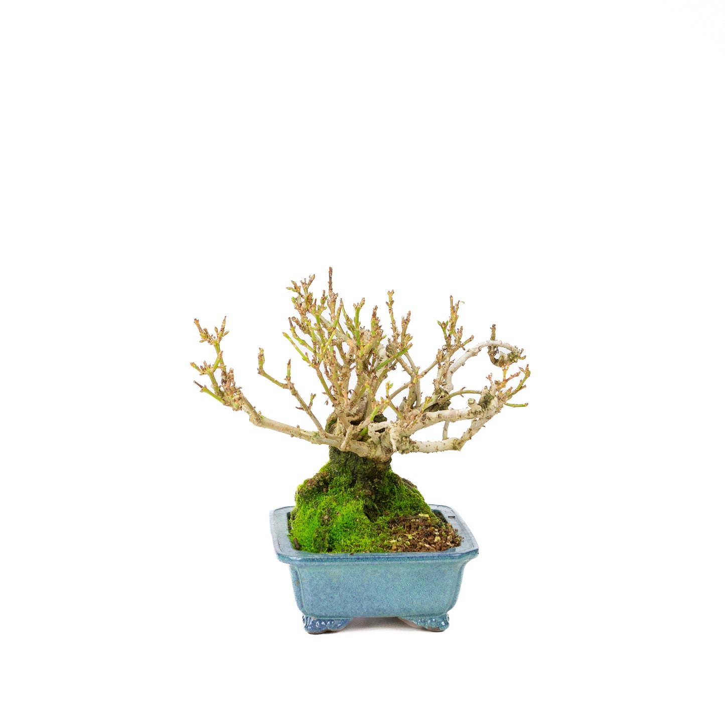 Forsythia blue pot 18cm, height ~23cm