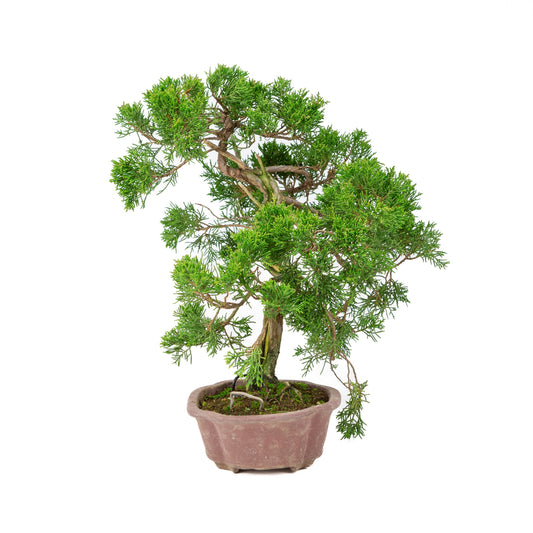 Juniperus chinensis unglazed 19cm, height ~41cm