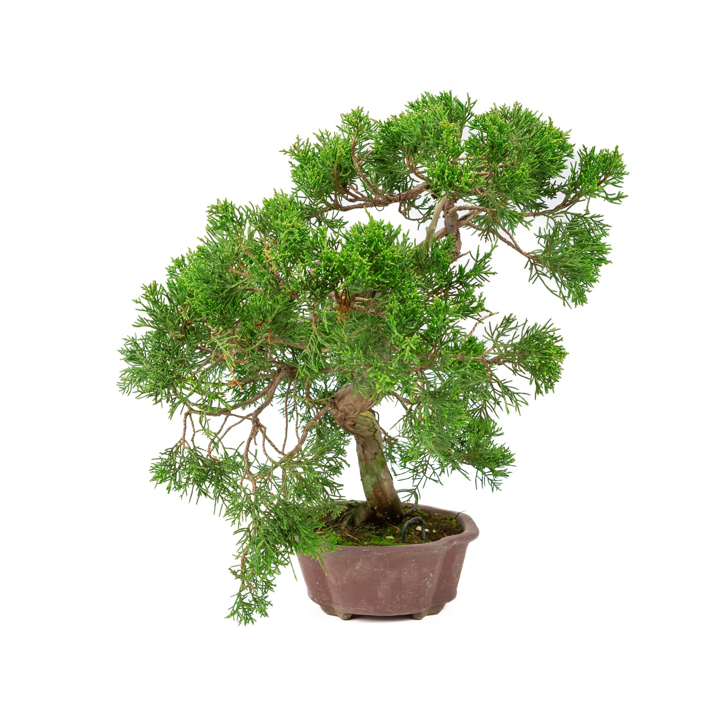 Juniperus chinensis unglazed 19cm, height ~41cm