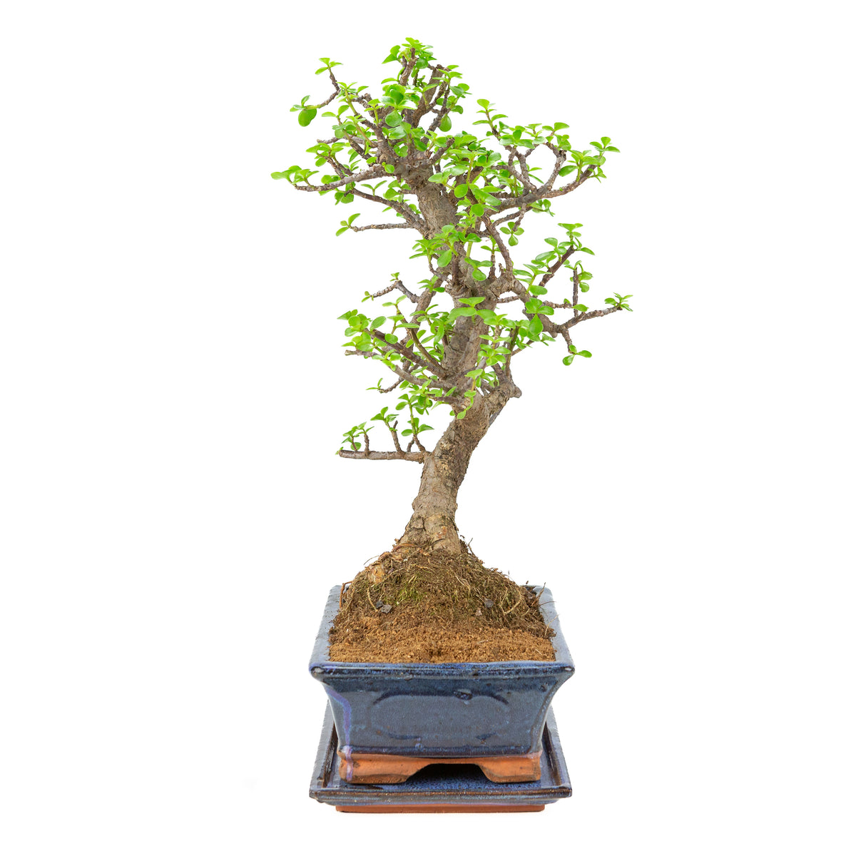 Portulacaria afra (Spekboom) Bonsai in blauwe pot 29cm, hoogte ~54cm