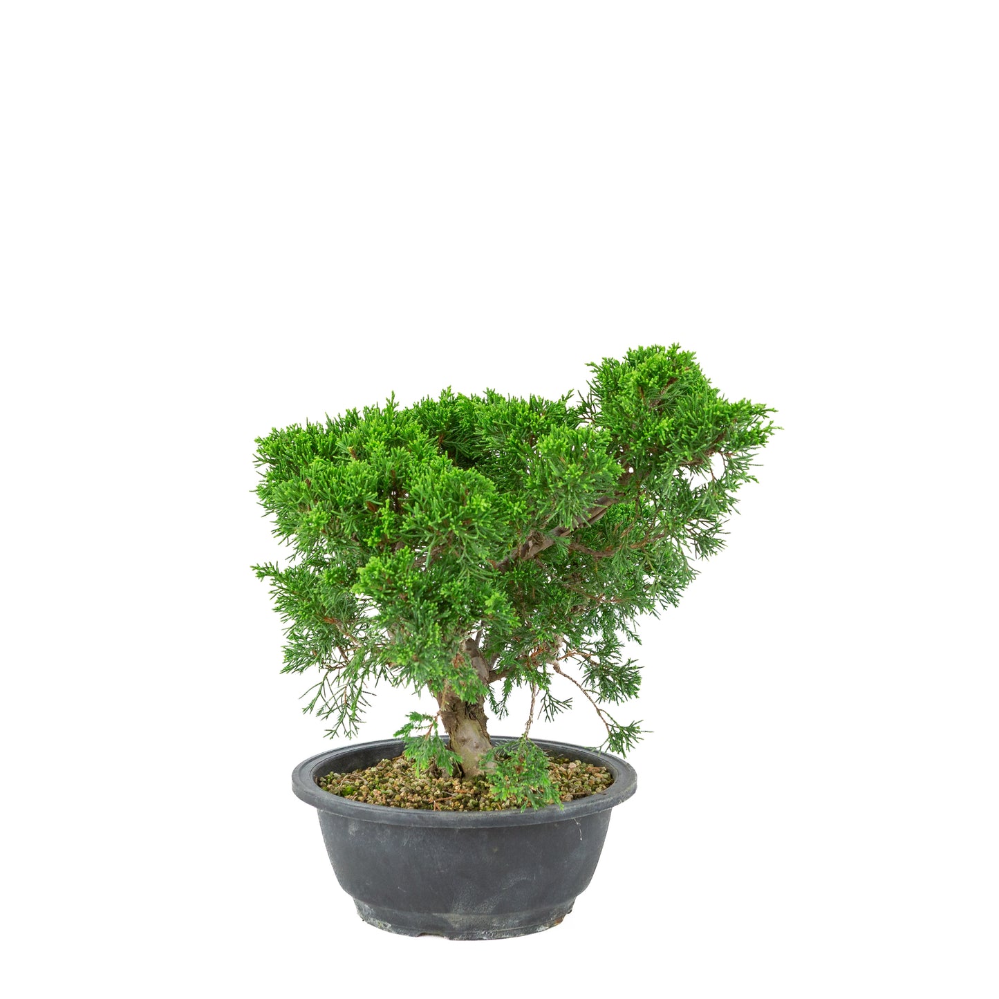 Juniperus chinensis (Jeneverbes) plastic pot 19cm, hoogte ~33cm