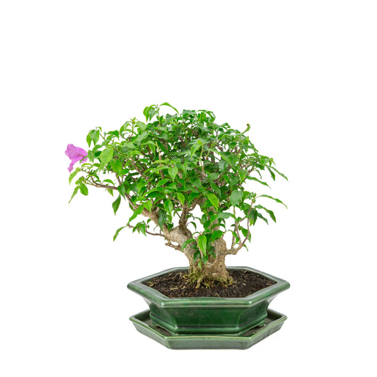Bougainvillea glabra groene zeshoekige pot, hoogte ~38cm