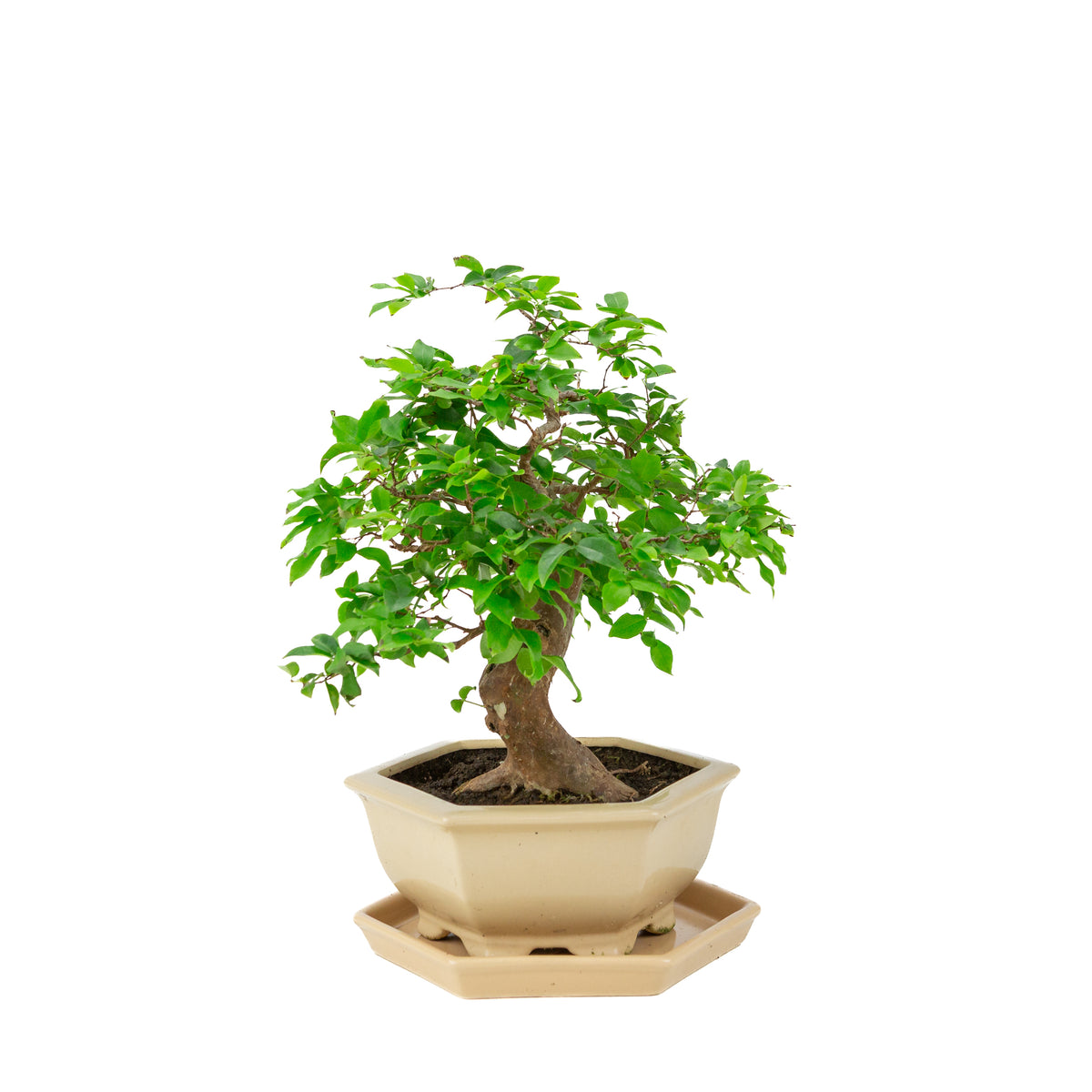 Syzigium caulifora (Javanese jambu) Bonsai in cream hexagonal pot, height ~37cm