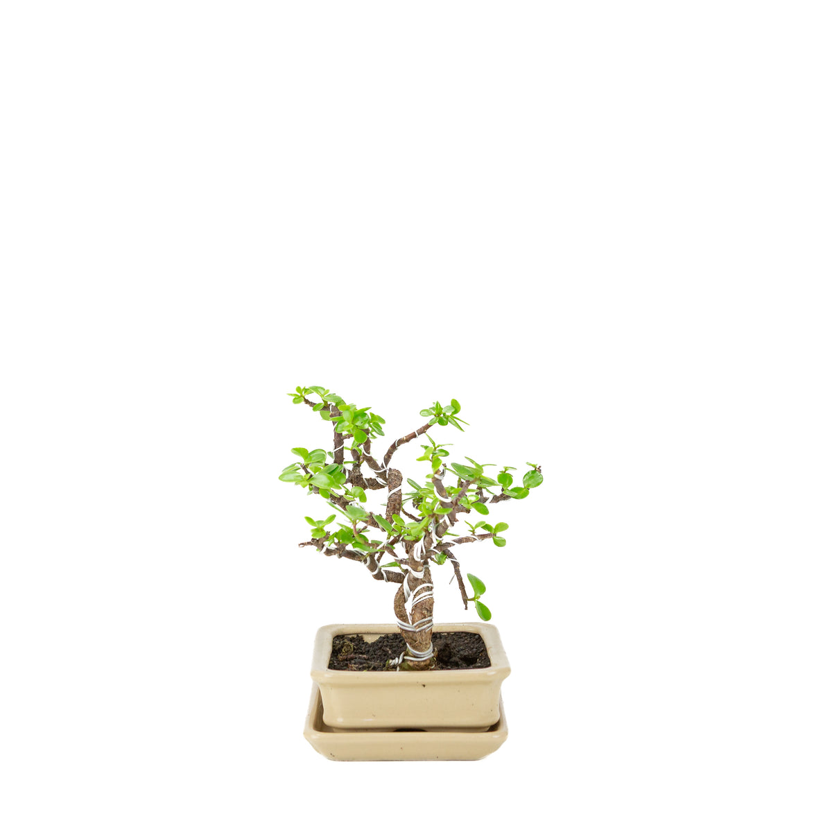 Portulacaria afra (Spekboom) Bonsai in crème rechthoekige pot, hoogte ~22cm