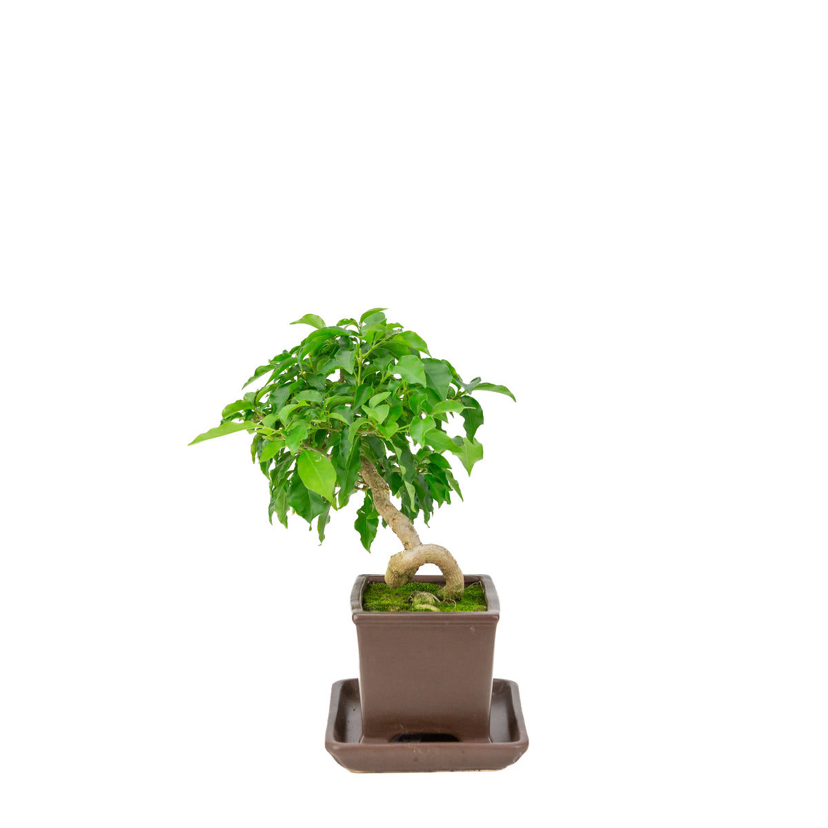 Bougainvillea glabra bruine rechthoekige pot, hoogte ~30cm