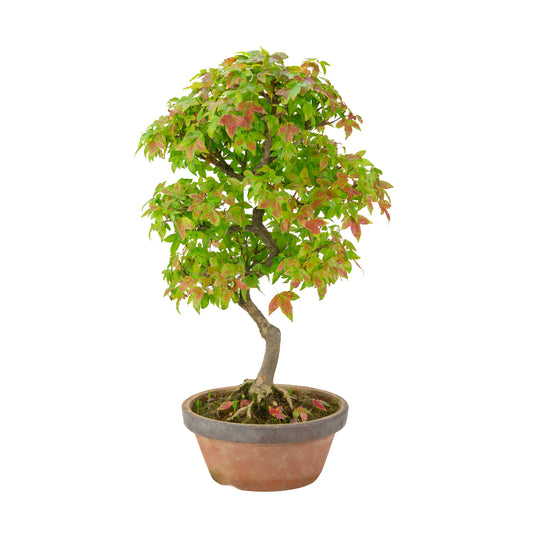 Acer buergerianum (Trident maple) terracotta pot, height ~46 cm
