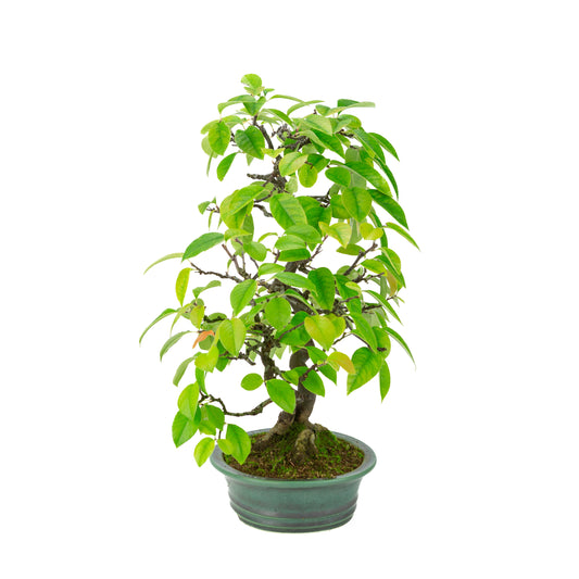Chaenomeles sinensis (Chinese quince) green oval pot, height ~43 cm