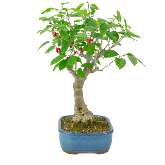 Ilex serrata blue rectangular pot, height ~50cm