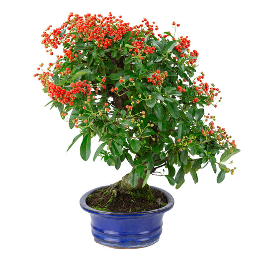 Pyracantha angustifolia (Firethorn) blue oval pot, height ~48cm