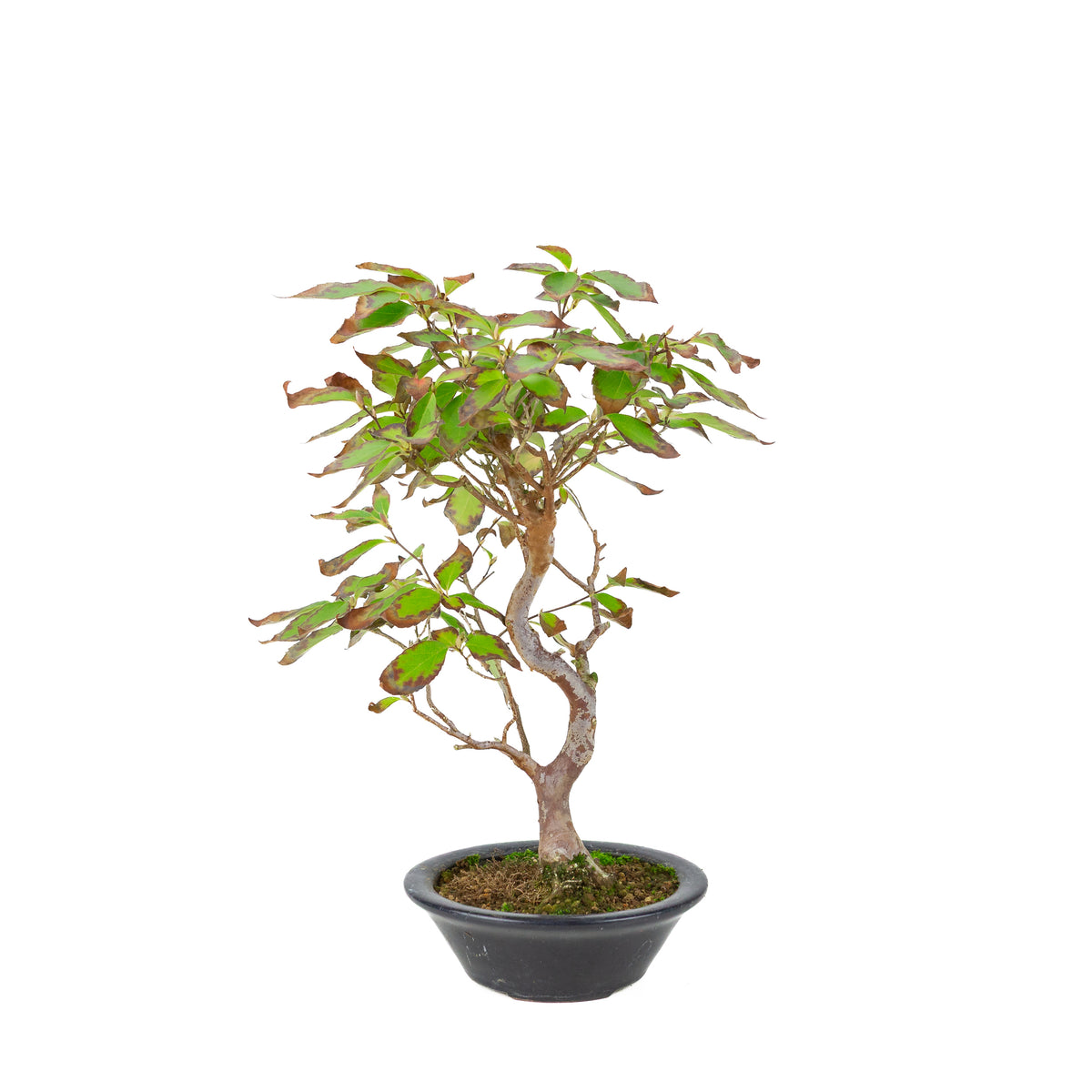 Stewartia monodelpha (Boomcamelia) donkerblauwe ronde pot, hoogte ~37cm