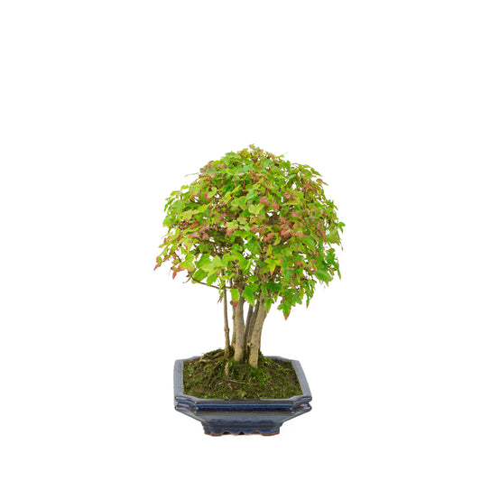 Acer buergerianum (Tritoothed Maple) blue rectangular pot, height ~32 cm