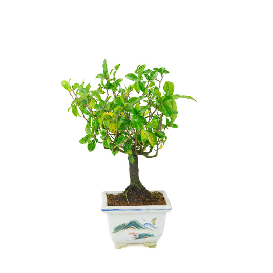 Diospyros kaki (Persimmon tree) painted square pot, height ~37 cm