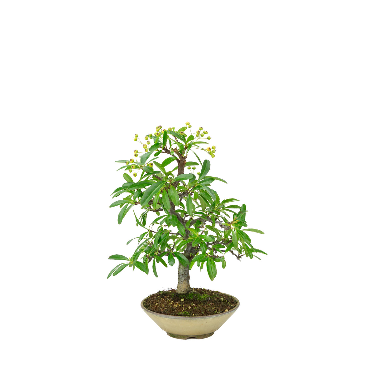 Pyracantha angustifolia (Vuurdoorn) beige ronde pot, hoogte ~32cm