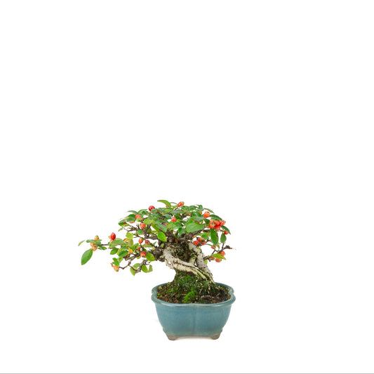 Cotoneaster horizontalis (Dwarf Cotoneaster) blue lotus pot, height ~15cm
