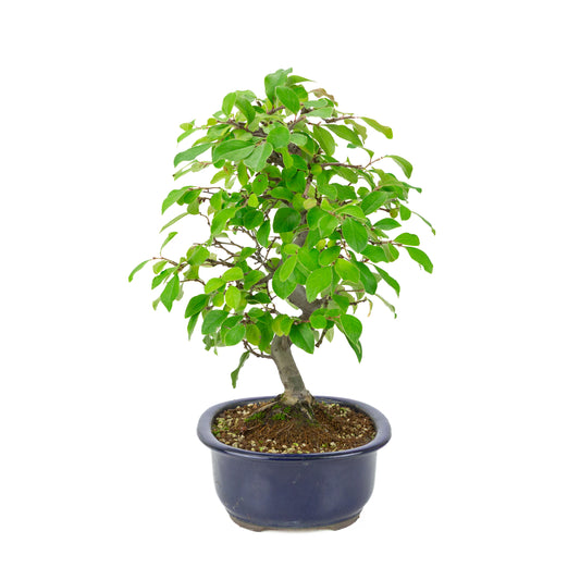 Chaenomeles sinensis (Chinese quince) blue oval pot, height ~41 cm