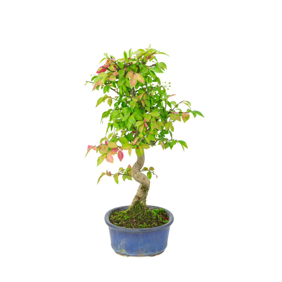 Euonymus alatus (Kardinaalmuts) blauwe ovale pot, hoogte ~40cm