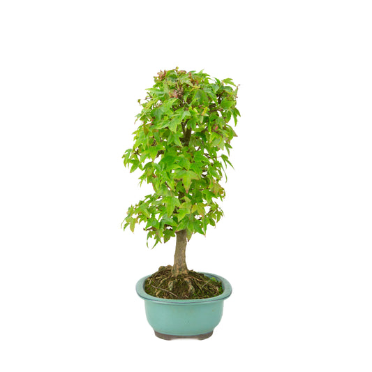 Acer buergerianum (Trident maple) green oval pot, height ~39 cm