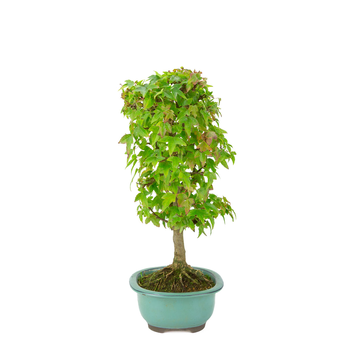 Acer buergerianum (Drietandesdoorn) groene ovale pot, hoogte ~39 cm