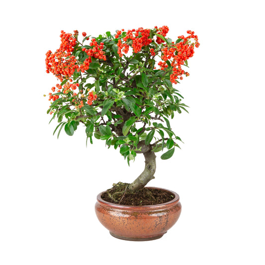 Pyracantha angustifolia (Firethorn) bronze round pot, height ~46cm