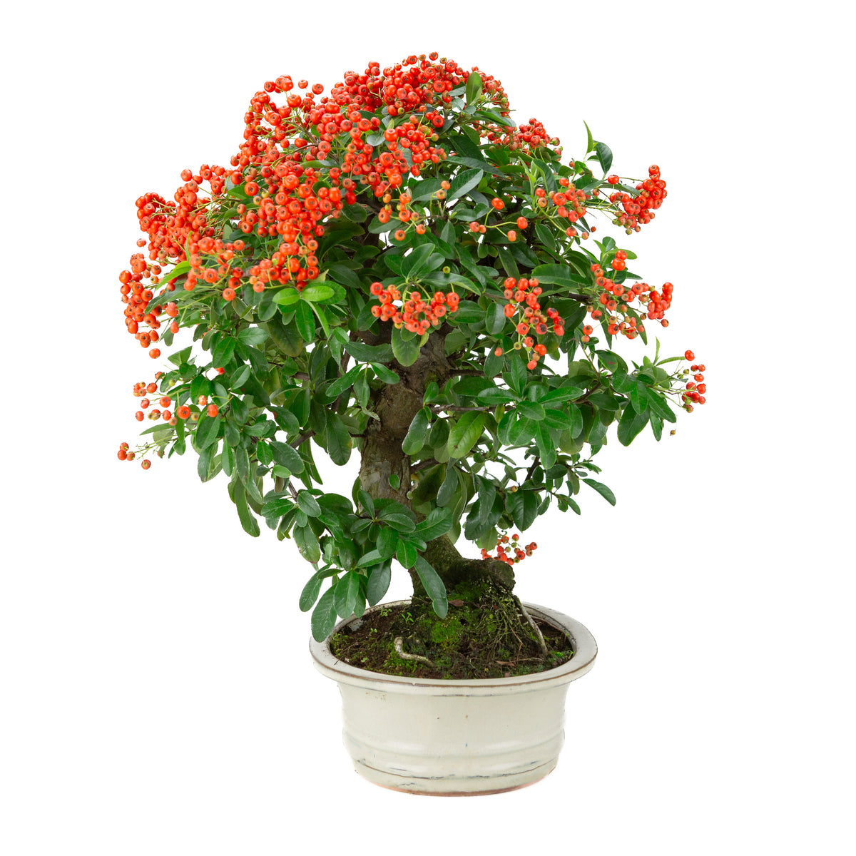 Pyracantha angustifolia (Vuurdoorn) crème ovale pot, hoogte ~47cm