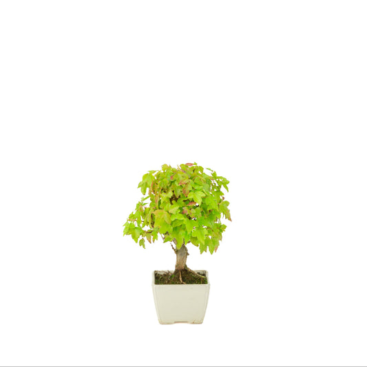 Acer buergerianum (Trident maple) cream square pot, height ~21 cm