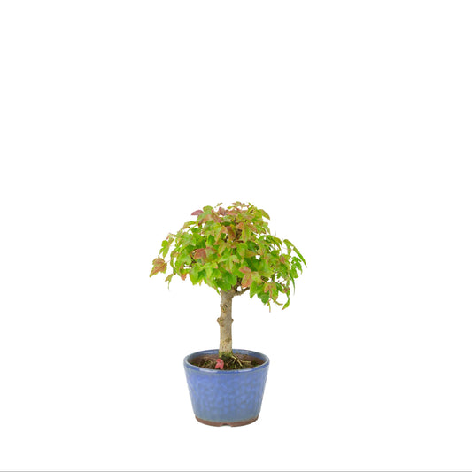 Acer buergerianum (Trident maple) blue round pot, height ~23 cm