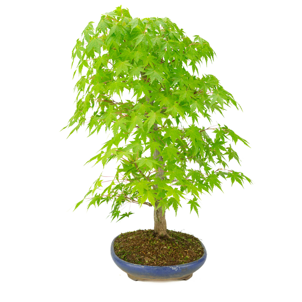Acer palmatum (Japanse esdoorn) blauwe ovale pot , hoogte ~50 cm
