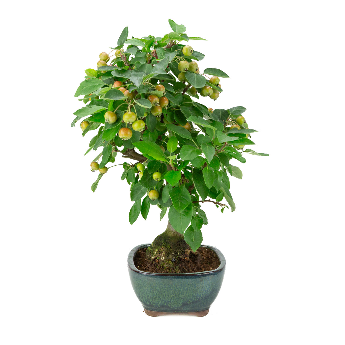 Malus halliana (Appel) in groene rechthoekige pot, hoogte ~46 cm