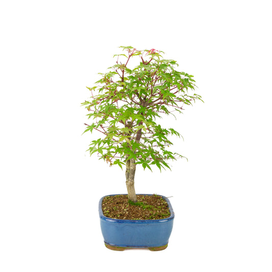 Acer palmatum 'Deshojo' (Japanese maple) blue rectangular pot, height ~39 cm