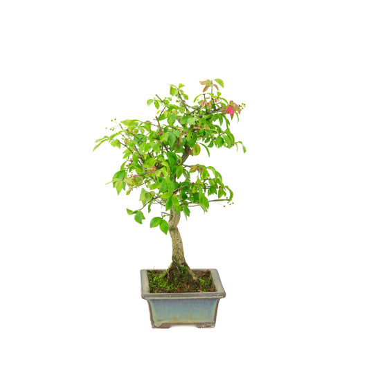 Euonymus alatus (Spindle tree) green-blue rectangular pot, height ~36cm