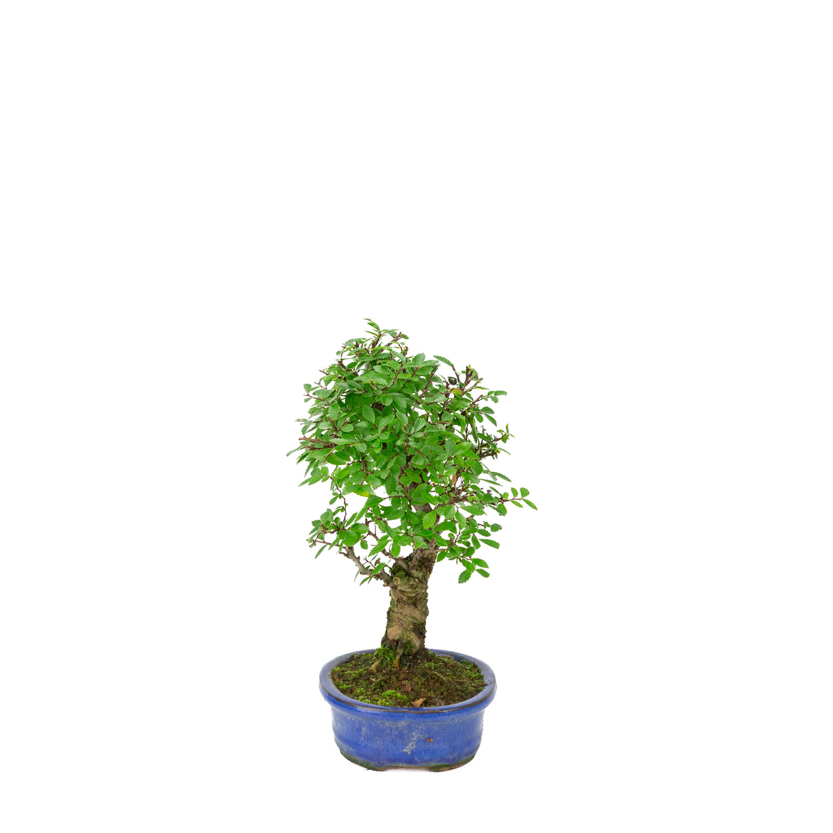 Zelkova nire (Japanse Iep) in blauwe ovale pot, hoogte ~28cm