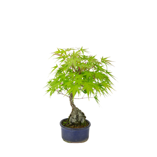 Acer palmatum 'Arakawa' (Japanese maple) Seki-joju in blue oval pot, height ~30 cm