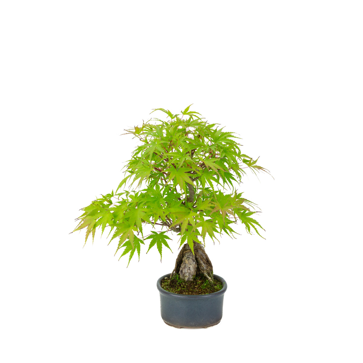 Acer palmatum 'Arakawa' (Japanse esdoorn) Seki-joju in blauwe ovale pot, hoogte ~32 cm