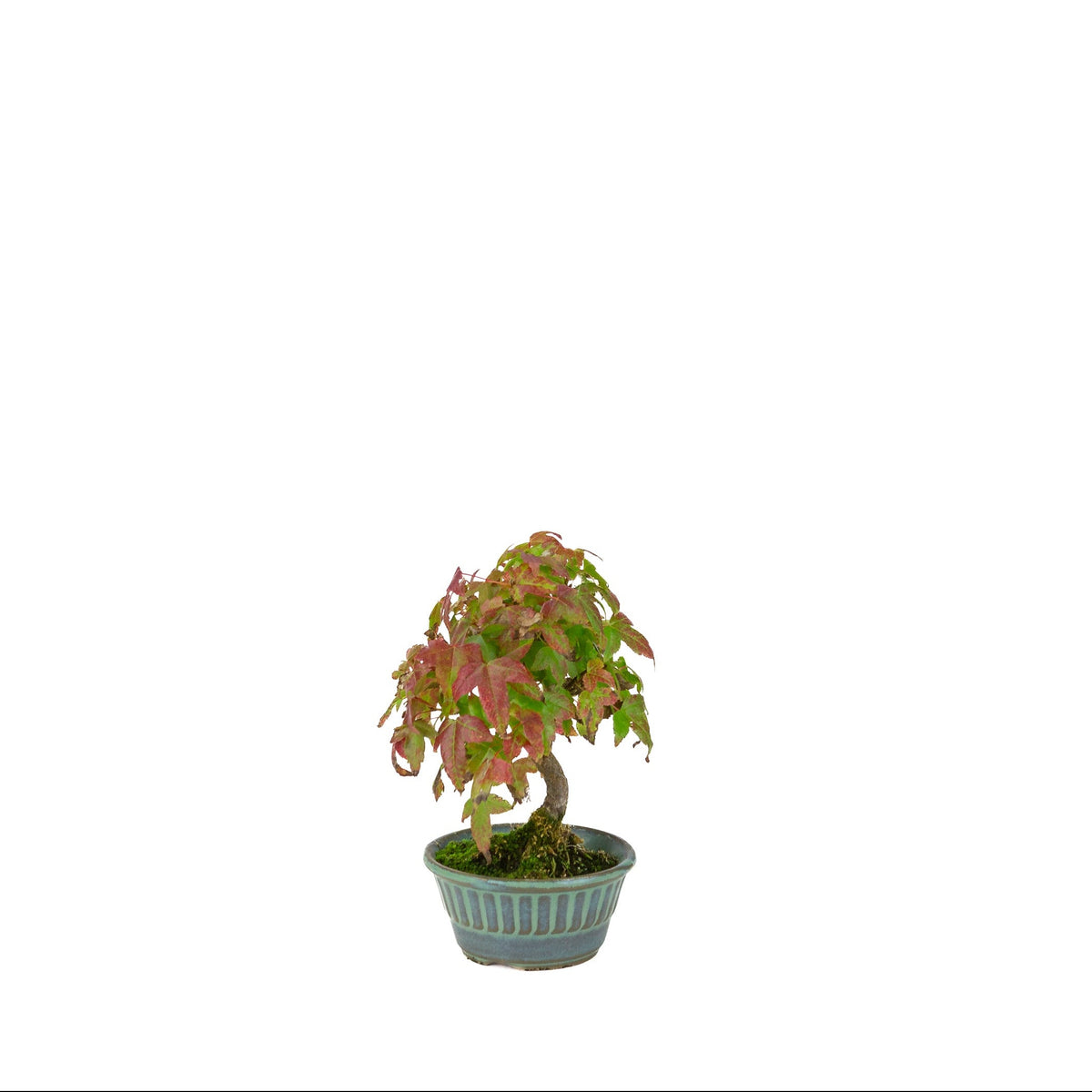Acer buergerianum (Drietandesdoorn) blauwgroene ronde pot, hoogte ~17 cm