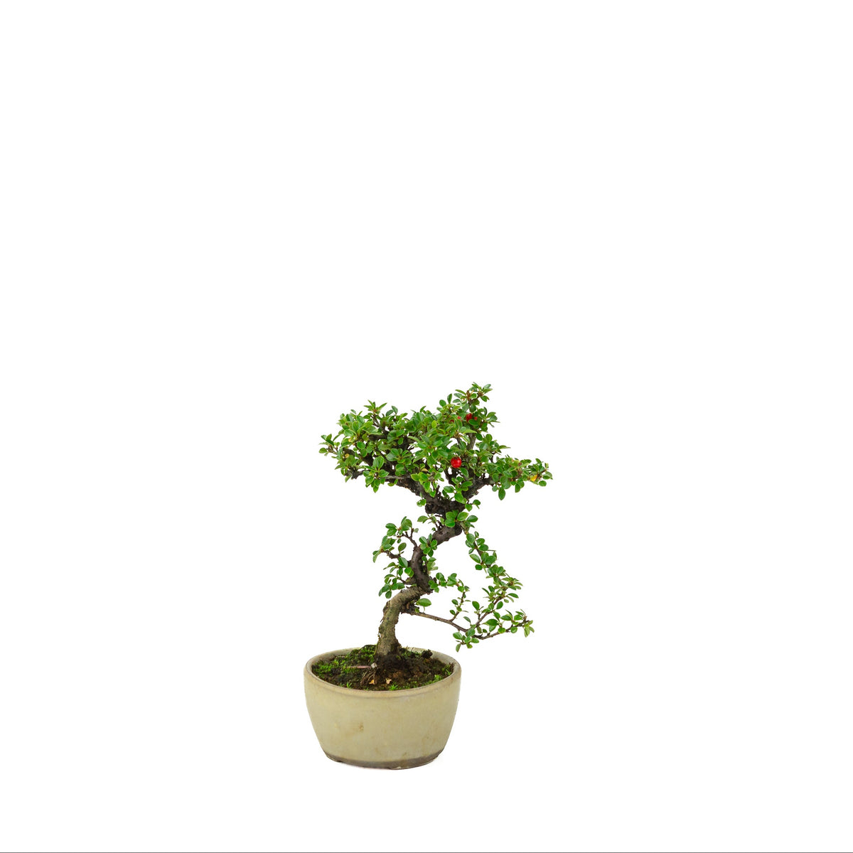Cotoneaster hoizontalis (Dwergmispel) crème ronde pot, hoogte ~21 cm