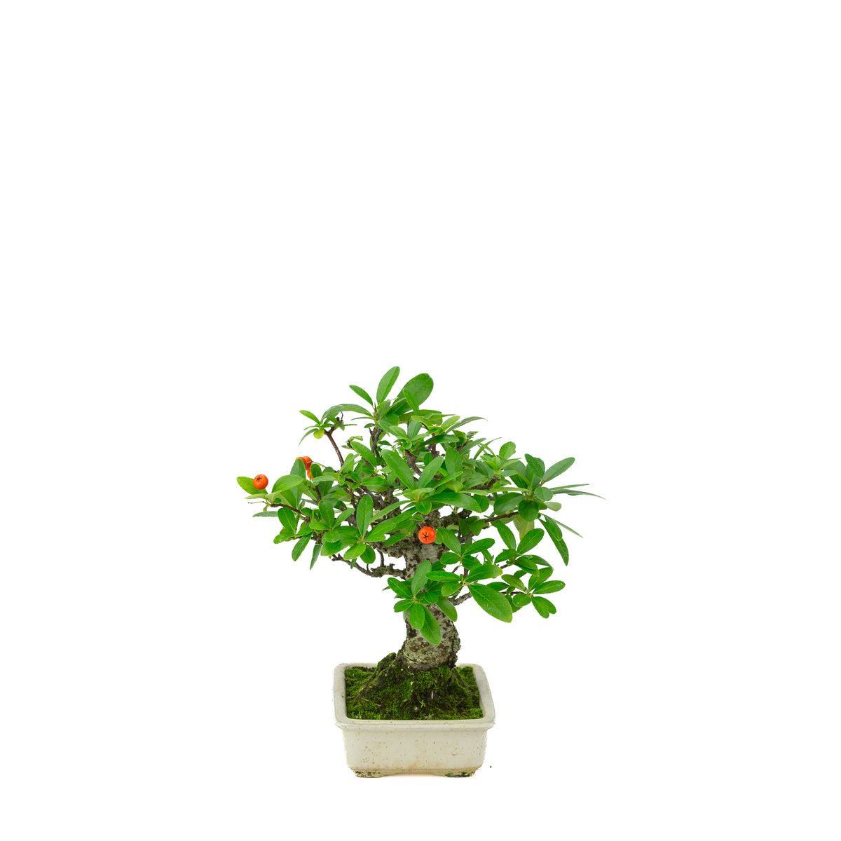 Pyracantha angustifolia (Vuurdoorn) crème rechthoekige pot, hoogte ~24cm