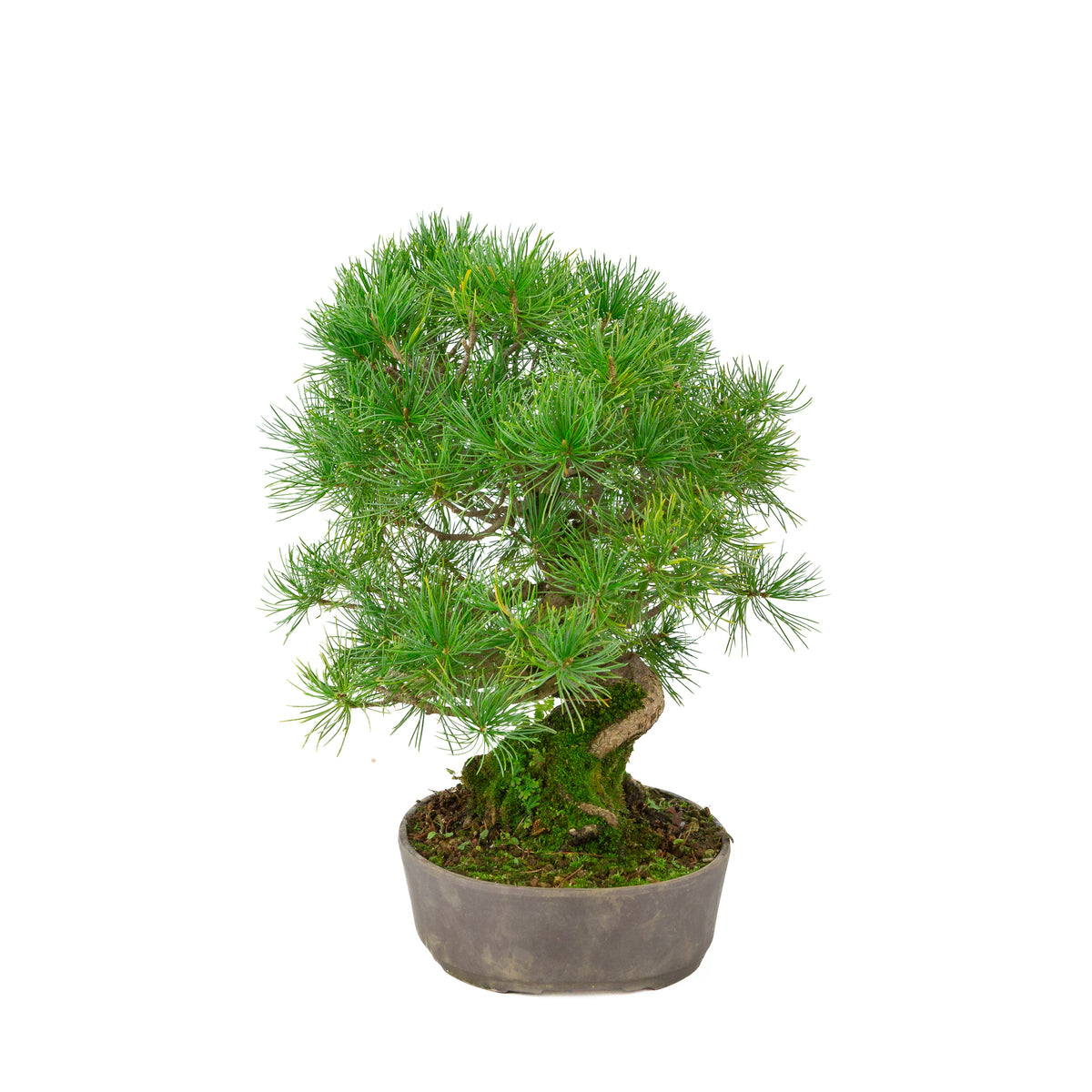Pinus parviflora unglazed oval pot 25 cm, height ~37 cm