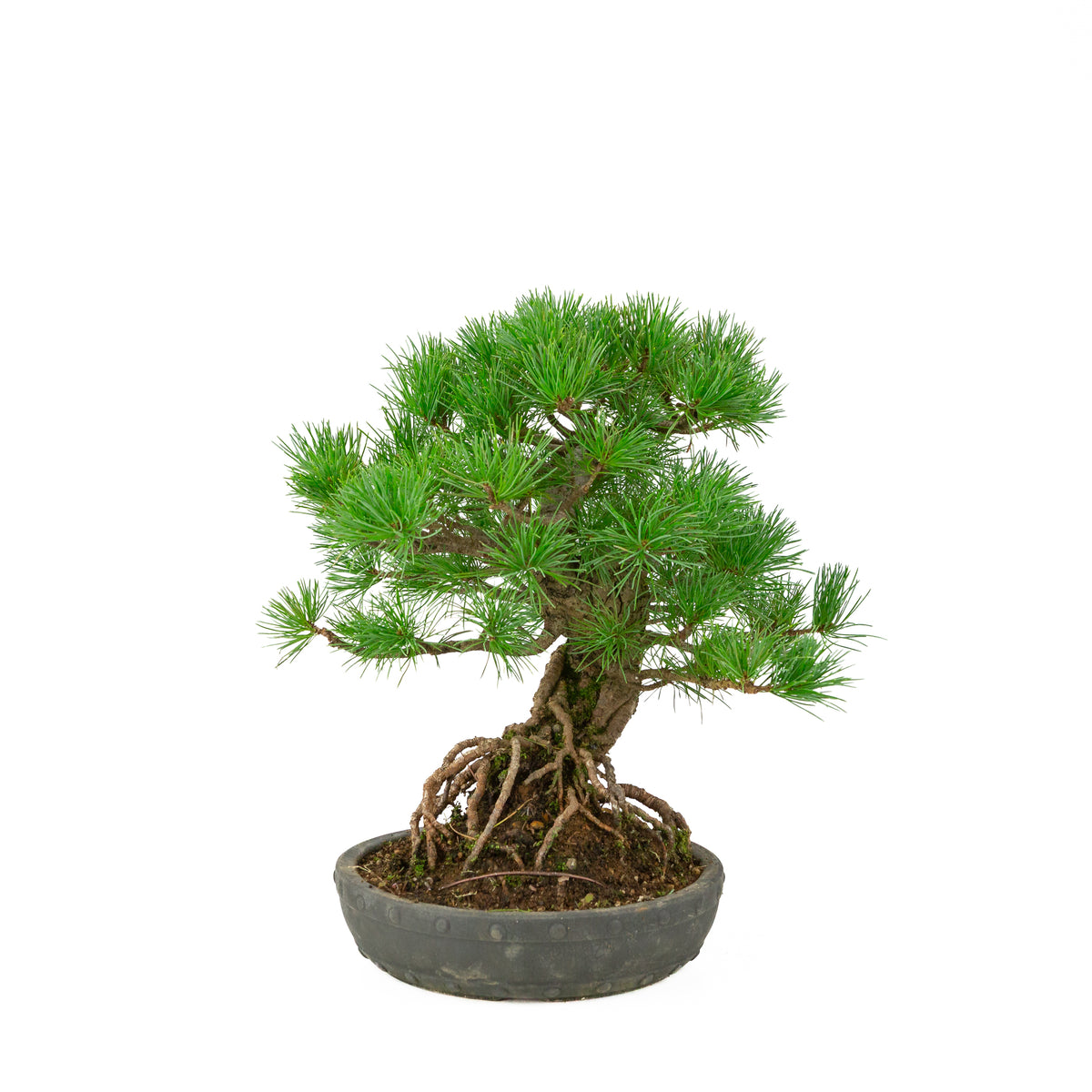 Pinus parviflora unglazed round drum pot 20 cm, height ~32 cm