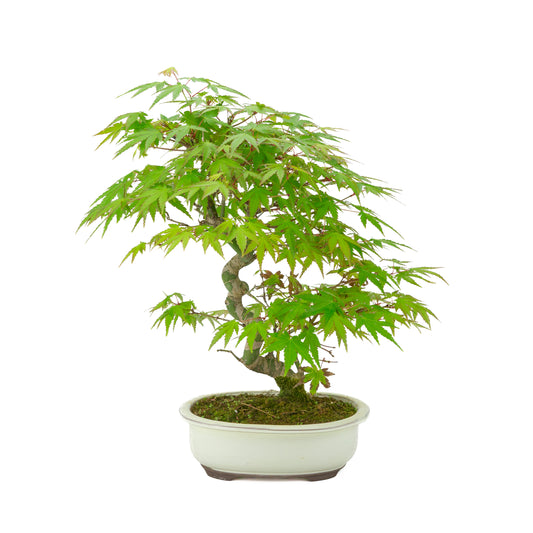 Acer palmatum cream oval pot 20cm, height ~36cm