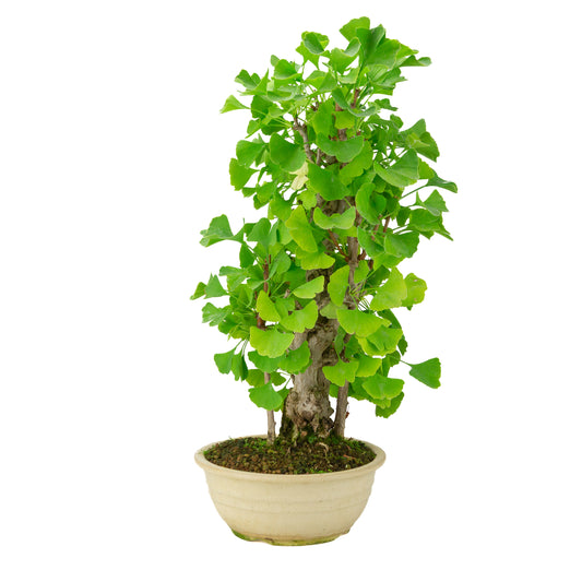 Ginkgo biloba cream round pot 20cm, height ~50cm